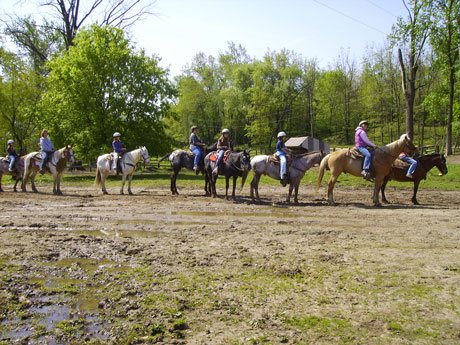 Horses lined up going horseback riding